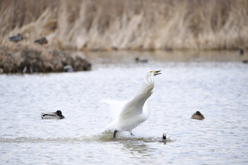 白鳥　大空に羽ばたくコハクチョウ