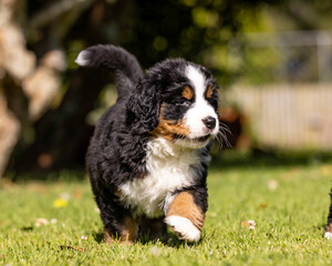 Naklejka na ściany i meble Bernese Mountain Dog Pup running in the grass