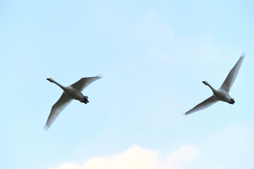 白鳥　大空に羽ばたくコハクチョウ