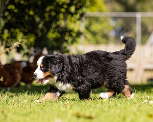 Bernese Mountain Dog Pup running in the grass