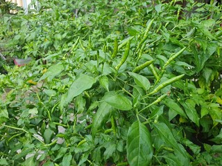 Green chili pepper plant, bird's eye chili hangs on tree, home garden vegetable organic farm
