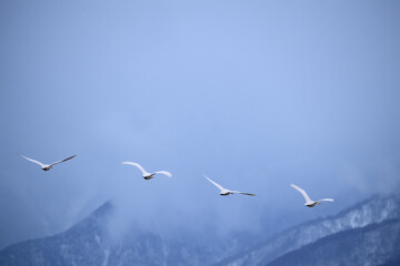 白鳥　大空に羽ばたくコハクチョウ