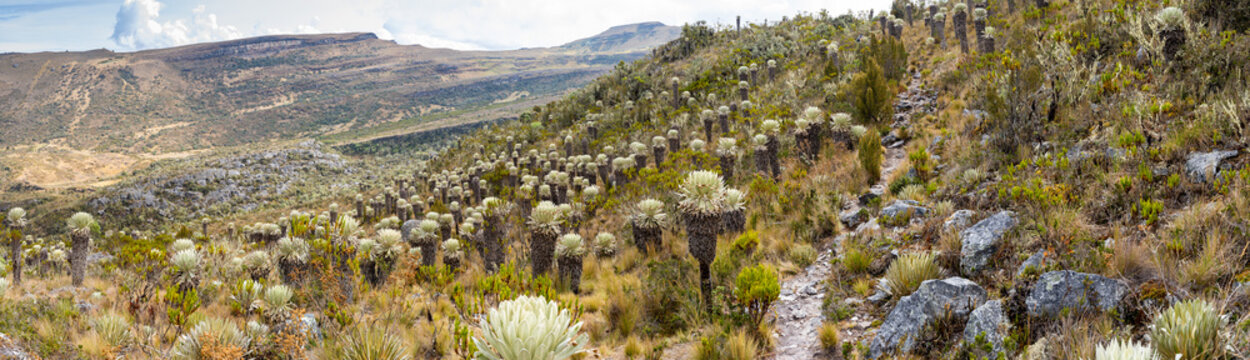 Panorama au P&aacute;ramo de Ocet&aacute;, Cordill&egrave;re des Andes, Mongu&iacute;, Colombie