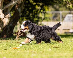 Bernese Mountain Dog Pup running in the grass