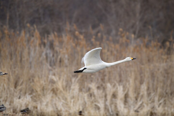 白鳥　大空に羽ばたくコハクチョウ