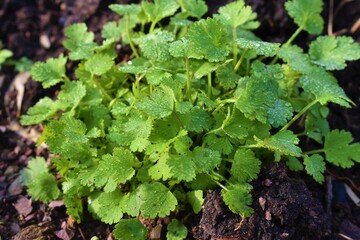 Coriander organic growing in the garden in India selective focus