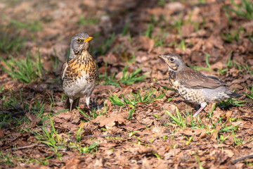 Thrush fieldfare, Turdus pylaris, with its fledglings is looking for worms on the spring lawn.