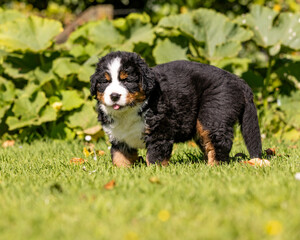 Bernese Mountain Dog Pup standing in the grass