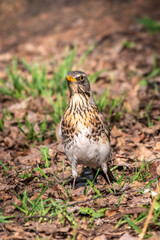 Fieldfare, Turdus pilaris, on a sprng lawn.