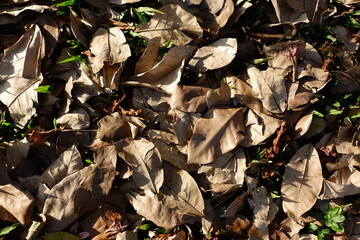 Dry leaves that fall on ground,Autumn or Spring 