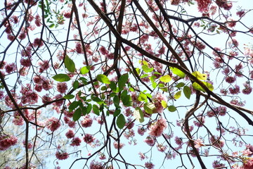 Pink flowers with green leaves in autumn  (Pink trumpet tree or Tabebuia rosea)
