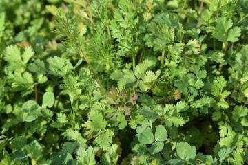 Coriander organic growing in the garden in India selective focus
