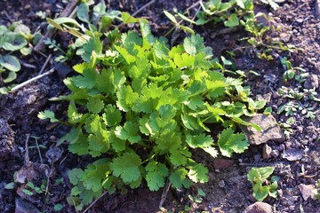 Coriander organic growing in the garden in India selective focus