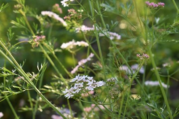 Coriander organic growing in the garden in India selective focus