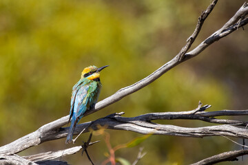 A striking, colourful medium sized bird, with a long slim curved bill and a long tail with distinctive tail-streamers, known as a Rainbow Bee-eater (Merops ornatus).