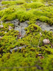 moss on the rock