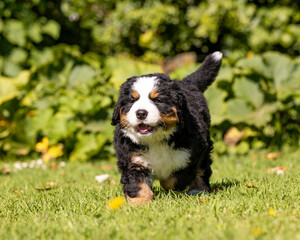 Fototapeta premium Bernese Mountain Dog Pup running in the grass
