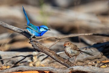 A pair of adult Splendid Fairywrens (Malurus splendens), male and female perched on a branch.