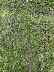 close view of green moss texture in nature