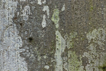 Obraz premium Old wall surface texture background