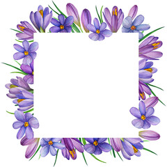 Elegant square frame of hand painted watercolor spring flowers. Purple crocus arrangement frame with greenery, Template for gift cards, invitations, print