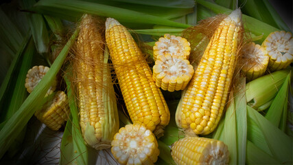 Sabugo de milho sobre cascas