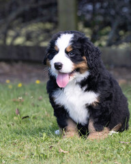 Bernese Mountain Dog Pup sitting in the grass