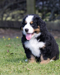 Fototapeta premium Bernese Mountain Dog Pup sitting in the grass