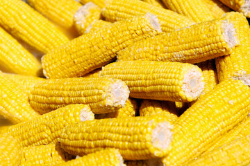 boiled corn closeup