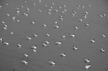 Gulls on the Water (in monochrome)