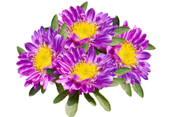 chrysanthemum isolated on white