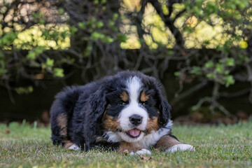 Bernese Mountain Dog Pup laying in the grass