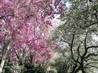 Spring in Central Park, New York - April 2019