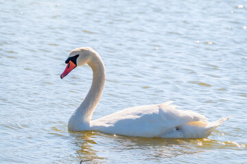 Graceful white Swan swimming in the lake, swans in the wild. Portrait of a white swan swimming on a lake.