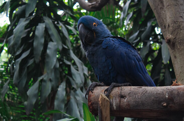 Naklejka premium Aves tropicales y coloridas