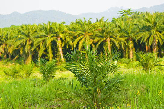 Palm oil Plantation in Karbi province, Thailand.