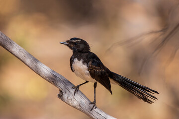 A common Australasian black and white fantail bird known as a Willie Wagtail (Rhipidura leucophrys). The name wagtail stems from the constant sideways wagging of the tail.