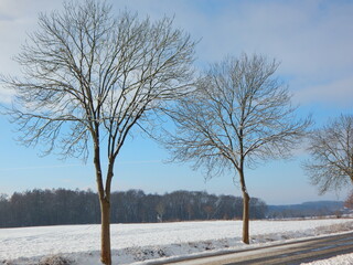 trees in winter