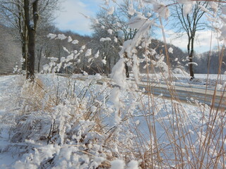 snow covered trees