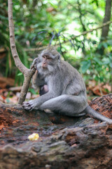 monkey japanese macaque baboon sitting on a tree