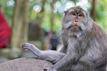 monkey japanese macaque baboon sitting on the tree