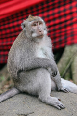 monkey baboon