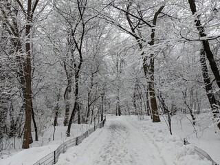 Winter in Central Park, New York - February 2021
