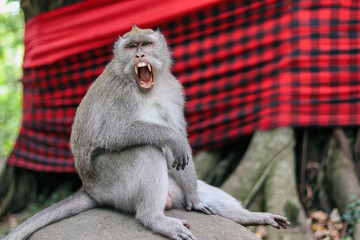 monkey baboon showing teeth