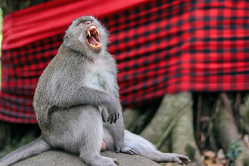 monkey baboon showing teeth