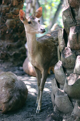 deer in the forest