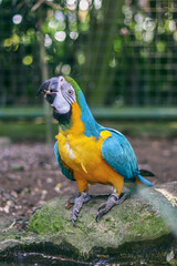blue and yellow macaw ara