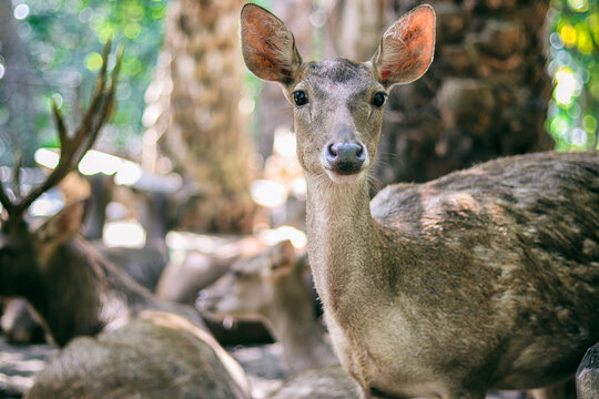 deer in the woods