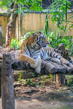 tiger in the zoo