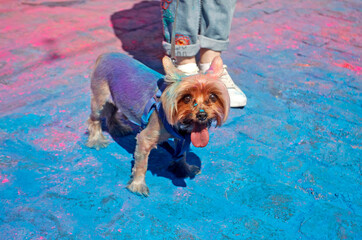 funny yorkshire terrier painted with colors stands with its owner on painted cobbles on street during Color Run festival in a sunny day